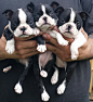  Boston Terrier Friendzy