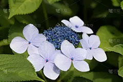 Hydrangea flower in the garden of Kamakura, Japan