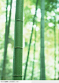 四季花木-一节美丽竹子
