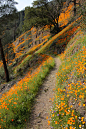 Wildflower Path, Yosemite, California
photo via mary