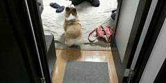 ◇（黑）◆采集到搞笑GIF