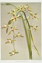 《兰花：兰花插图和描述》
