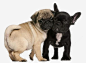相依为命的狗高清素材 宠物 小型犬 沙皮狗 法斗 元素 免抠png 设计图片 免费下载 页面网页 平面电商 创意素材