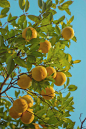 bright orange fruits.