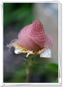 吱吱雅采集到· Floriculture︱野兽派：Fine