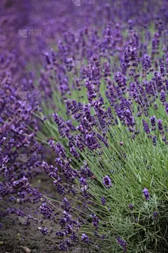 普罗旺斯,熏衣草,西番莲,香熏油,薰衣草色,紫色背景,香水,美,芳香的,水平画幅