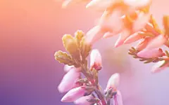 花开瞬间 唯美的记录 安卓高清平板壁纸推荐
