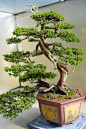 Chinese Juniper started in 1962.