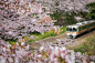 火车和樱花
在佐仓樱花季节的日本火车在Yamakita镇，神奈川县