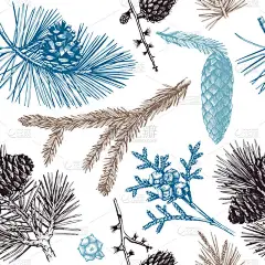  背景与手绘针叶树.