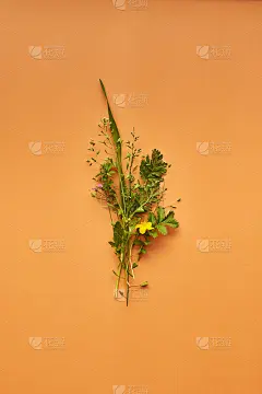 橙色背景下的野花花束