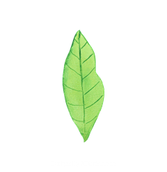 E-miko采集到素材-植物