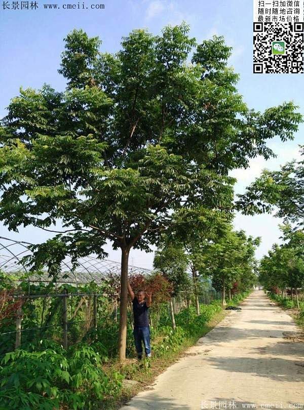 栾树