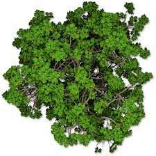 trees top view - Goo...