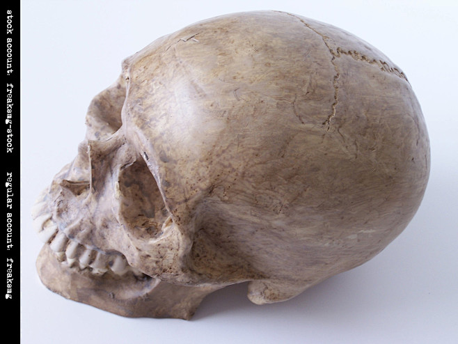 艺用解剖之人体多角度头骨姿态集7