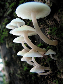 魏俊杰采集到蘑菇