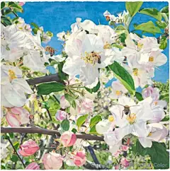 水彩---樱花-梨花-桃花-海棠花、梅花 - 高清图片，堆糖，美图壁纸兴趣社区