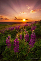 purple flowers, purple sky, and in the middle hangs a great golden globe of rays: 