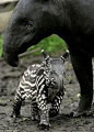 Newborn Tapir >> So cute!!: 