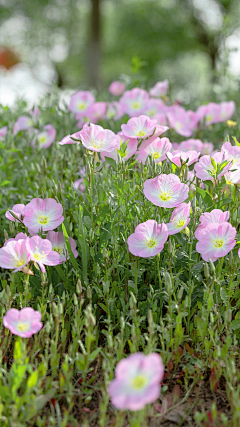 纱羽采集到花间妃染