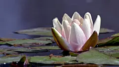 荷花_荷花飘香_荷花壁纸_出淤泥而不染_高清荷花_Flickr壁纸_摇曳荷花_桌面壁纸_爱壁纸HD