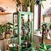 【潮流视界】6个创意让您拥有室内花园 : 鲜活的植物为室内增添生气，营造出积极的氛围，让人联想到温暖的夏日。但是在哪里放置花盆，使它们不占用所有可用空间？以下是有关如何在城市公寓中创建花园的六个简单想法。