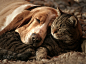 cat pillow-dog blanket by Szilvia Pap-Kutasi on 500px
