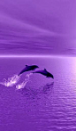 Dolphins surfing in purple sunset! <3: 