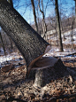工业,伐木搬运业,主题,饮食,构图_73740754_USA, Ozark Mountains, Missouri, trunk of White Oak (Quercus alba) tree almost sawn through at base._创意图片_Getty Images China