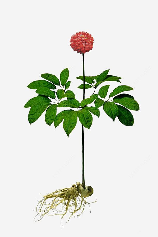三七花免抠素材png免抠素材_新图网 https://ixintu.com 中药 三七 花朵 植物 绿叶 药草 三七花