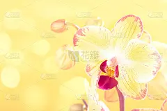 兰花花黄色绽放