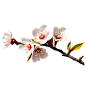 一支桃花透明背景