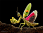 昆虫微距摄影欣赏