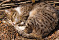 猫,波斯猫,自然,水平画幅,家畜,无人,闭着眼睛,宠物,动物,关闭的