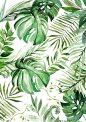 夏季热带手绘植物花卉叶子龟背竹装饰手账元素png免扣透明PS素材