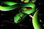 绿色,颊窝毒蛇,蝰蛇,野生动物,爬行纲,水平画幅,无人,蛇,有毒生物体,动物