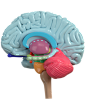 0_Brain_PRETTYc.png