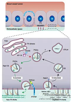 血管形态发生的整合素和纤维连接蛋白公路。 Vascular Morphogenesis An Integrin and Fibronectin Highway. 【论文医学插画欣赏】国内外文献全文可以为您免费传递！QQ 18147895 活动详情见 O网页链接 ★★★ 喜欢 医学插画 医学美图 医学插图 医学美术 医学可视化 医学插画师 医学动画 请关 ​​​​...展开全文c
