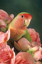 Peach faced lovebird...one of my favorites