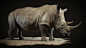 White Rhinoceros part 2 by padsy