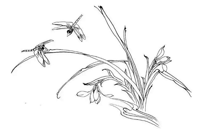 【黑白线稿】植物、花鸟类线稿白描