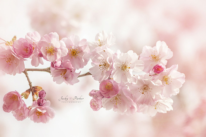 Pink Cherry Blossom ...