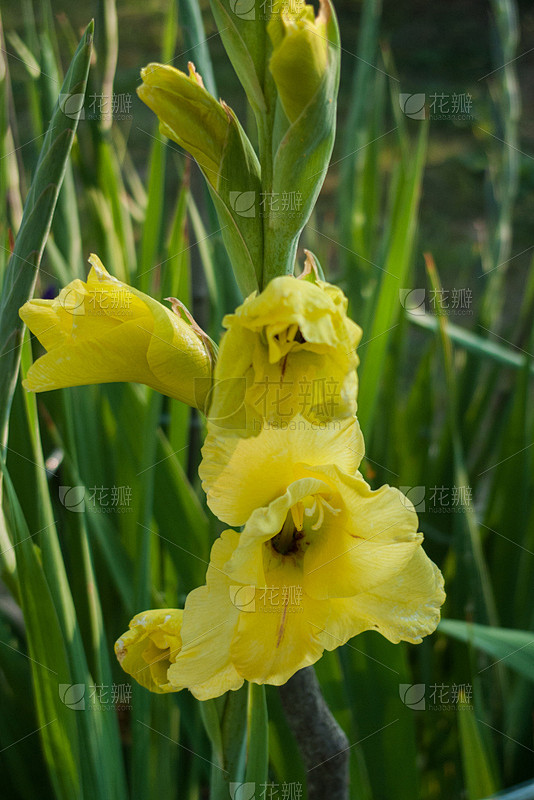 剑兰,垂直画幅,无人,花坛,夏天,户外,...