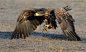 Wing Walker by Harry  Eggens on 500px