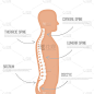 人体脊柱解剖矢量图。脊柱医疗中心，诊所，研究所，诊断单元。脊髓图标