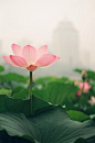 心似莲花开