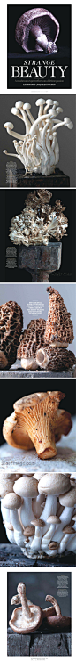 Mushroom，Strange Beauty。菌菇，菌菇！（#Garden Design# Winter 2012）