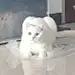 隻豬