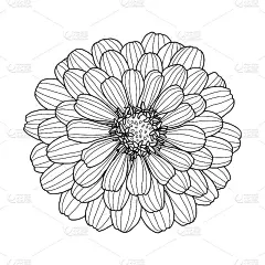 手绘百日菊花头