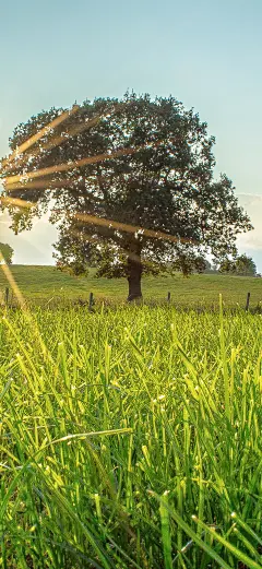 原图壁纸：让人轻松的的风景美如画-今日头条